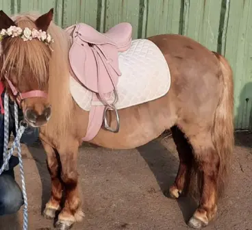 Ponyfeestje op locatie 
